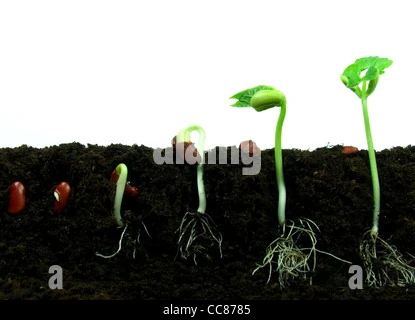SAMSUNG 98 6
